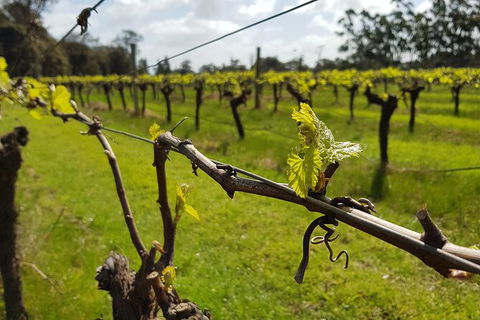 7 Hour Full Day Tour: Morning Tea, Chocolate, Olives, 3 Wineries & Lunch - Byron Bay Accommodation 15