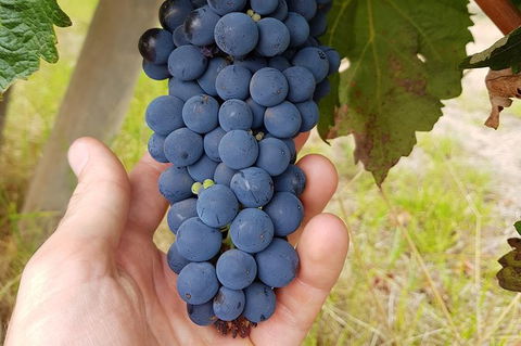 7 Hour Full Day Tour: Morning Tea, Chocolate, Olives, 3 Wineries & Lunch - Byron Bay Accommodation 19