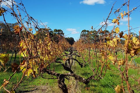 7 Hour Full Day Tour: Morning Tea, Chocolate, Olives, 3 Wineries & Lunch - Byron Bay Accommodation 8