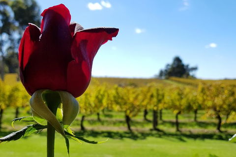7 Hour Full Day Tour: Morning Tea, Chocolate, Olives, 3 Wineries & Lunch - Byron Bay Accommodation 14