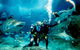 Shark Dive Experience At SEA LIFE Melbourne Aquarium - thumb 0