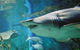 Shark Dive Experience At SEA LIFE Melbourne Aquarium - thumb 1