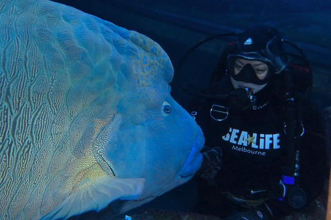 Shark Dive Experience At SEA LIFE Melbourne Aquarium - Accommodation Australia 6