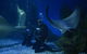 Shark Dive Experience At SEA LIFE Melbourne Aquarium - thumb 9