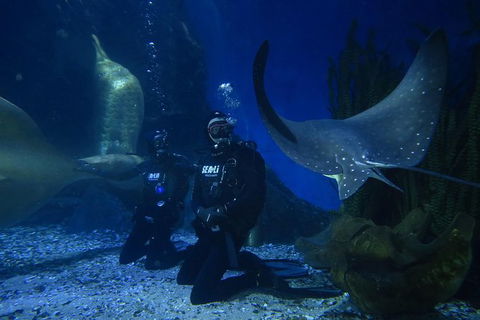 Shark Dive Experience At SEA LIFE Melbourne Aquarium - Accommodation Australia 9