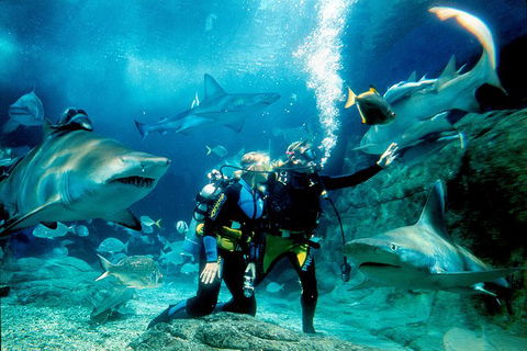 Shark Dive Experience At SEA LIFE Melbourne Aquarium - Accommodation Australia 2