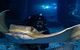 Shark Dive Experience At SEA LIFE Melbourne Aquarium - thumb 3