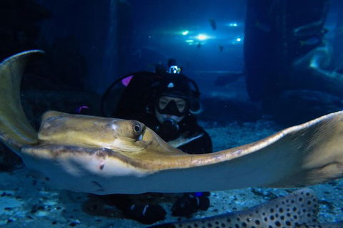 Shark Dive Experience At SEA LIFE Melbourne Aquarium - Accommodation Australia 3
