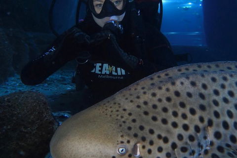 Shark Dive Experience At SEA LIFE Melbourne Aquarium - Accommodation Australia 4