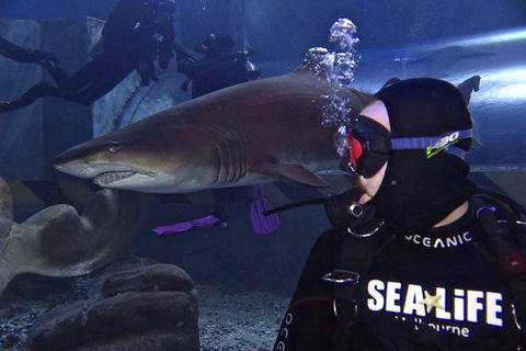 Shark Dive Experience At SEA LIFE Melbourne Aquarium - Accommodation Australia 8