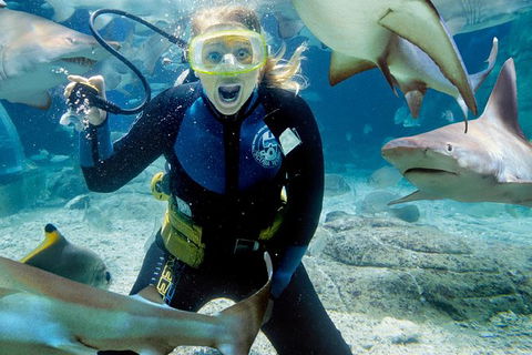 Shark Dive Experience At SEA LIFE Melbourne Aquarium - Accommodation Australia 7