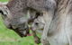 3-Day Melbourne To Adelaide Small-Group Tour Via Great Ocean Road Grampians - thumb 10