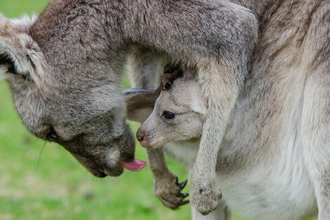 3-Day Melbourne To Adelaide Small-Group Tour Via Great Ocean Road Grampians - Victoria Tourism 10