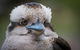 3-Day Melbourne To Adelaide Small-Group Tour Via Great Ocean Road Grampians - thumb 14
