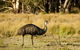 3-Day Melbourne To Adelaide Small-Group Tour Via Great Ocean Road Grampians - thumb 4