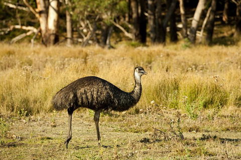3-Day Melbourne To Adelaide Small-Group Tour Via Great Ocean Road Grampians - Victoria Tourism 4