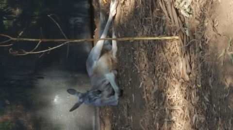 Yarra Valley Wildlife & Wine Day Tour From Melbourne With Healesville Sanctuary - Holiday Sydney 8