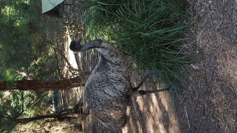 Yarra Valley Wildlife & Wine Day Tour From Melbourne With Healesville Sanctuary - Holiday Sydney 9