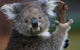 Yarra Valley Wildlife & Wine Day Tour From Melbourne With Healesville Sanctuary - thumb 0