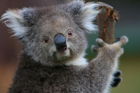 Yarra Valley Wildlife & Wine Day Tour From Melbourne With Healesville Sanctuary - Holiday Sydney 0