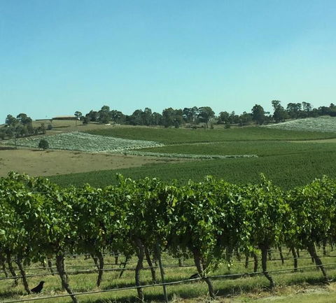 Yarra Valley Wildlife & Wine Day Tour From Melbourne With Healesville Sanctuary - Holiday Sydney 2