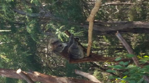 Yarra Valley Wildlife & Wine Day Tour From Melbourne With Healesville Sanctuary - Holiday Sydney 10