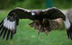 Yarra Valley Wildlife & Wine Day Tour From Melbourne With Healesville Sanctuary - thumb 15