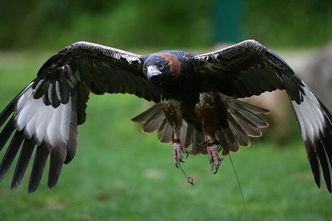 Yarra Valley Wildlife & Wine Day Tour From Melbourne With Healesville Sanctuary - Holiday Sydney 15