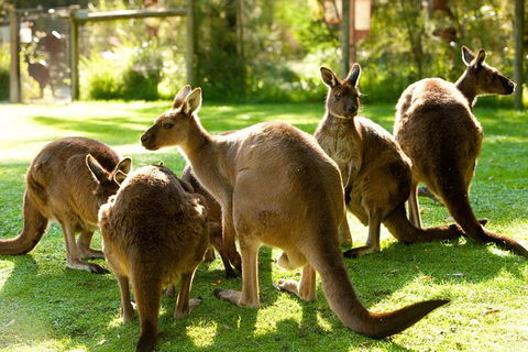 Yarra Valley Wildlife & Wine Day Tour From Melbourne With Healesville Sanctuary - Holiday Sydney 13