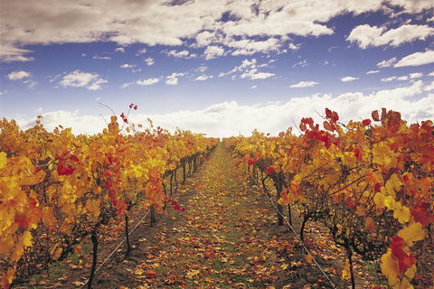 Yarra Valley Wildlife & Wine Day Tour From Melbourne With Healesville Sanctuary - Holiday Sydney 12