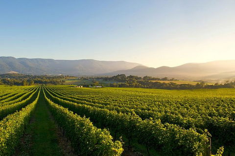 Small-Group Guided Yarra Valley Winery Tour With Wine Tasting - Accommodation Australia 2