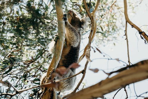Small-Group Guided Yarra Valley Winery Tour With Wine Tasting - Accommodation Australia 11
