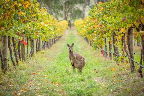 Small-Group Guided Yarra Valley Winery Tour With Wine Tasting - Accommodation Australia 8