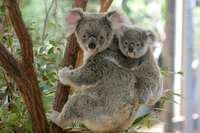 Koala Express to Lone Pine Koala Sanctuary Logo and Images