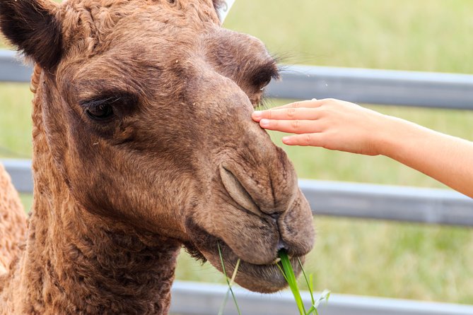 Camel Farm Deluxe Experience Logo and Images