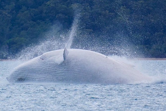 Whitsundays Whale Watching Cruise from Airlie Beach Logo and Images