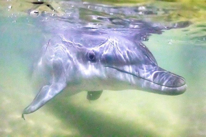 Tangalooma Island Resort Premium Dolphin Feeding Day Cruise with Whale Watching Logo and Images