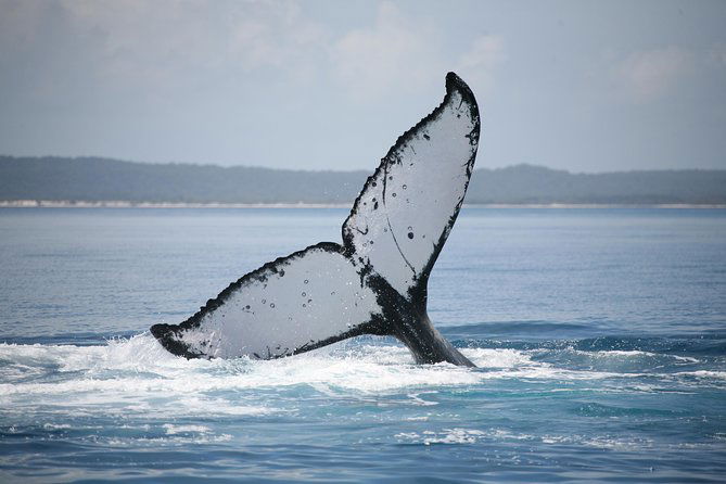 Hervey Bay Whale Watching Cruise Logo and Images