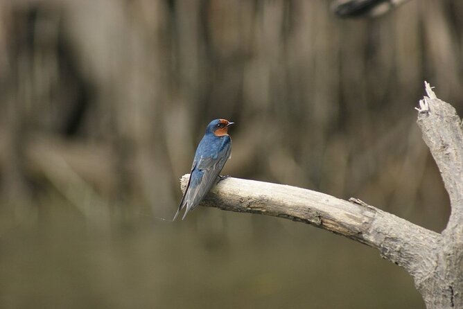 Daintree River Cruise - thumb 8