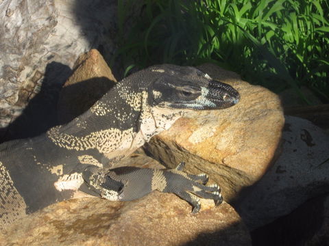 Armadale Reptile Centre - Tourism Bookings 0