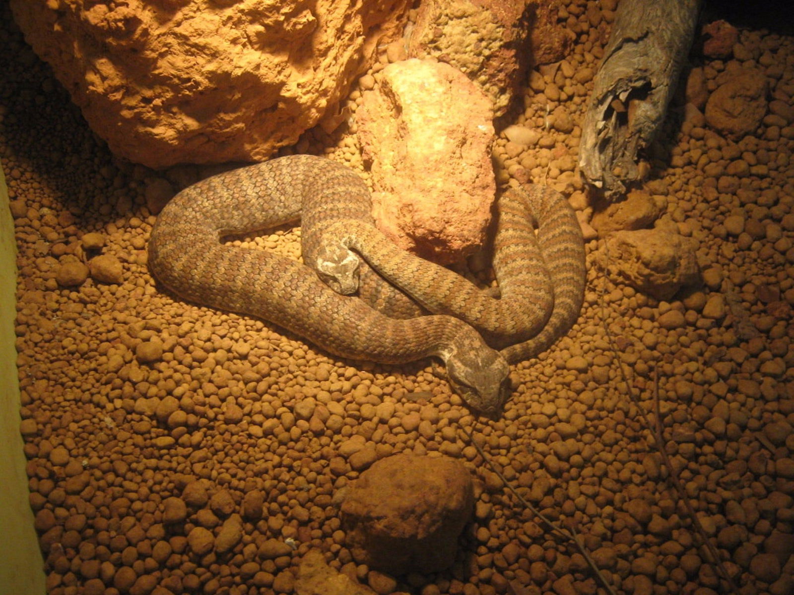 Armadale Reptile Centre Logo and Images