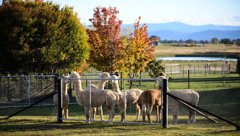 Blackwattle Alpaca Farm - Casino Accommodation 0