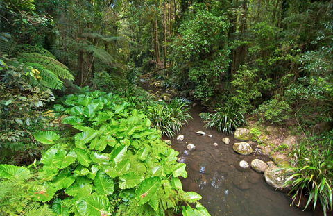 Brindle Creek Walking Track - Accommodation QLD 0