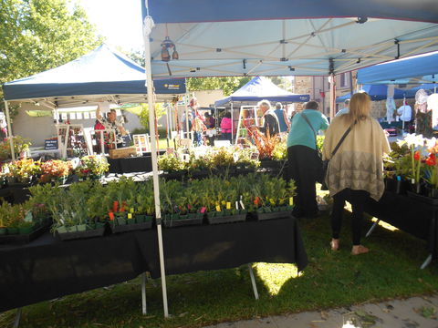 Clare Show Market - Accommodation Mount Tamborine 1