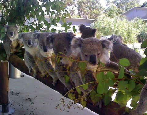 Cohunu Koala Park - Surfers Gold Coast 1