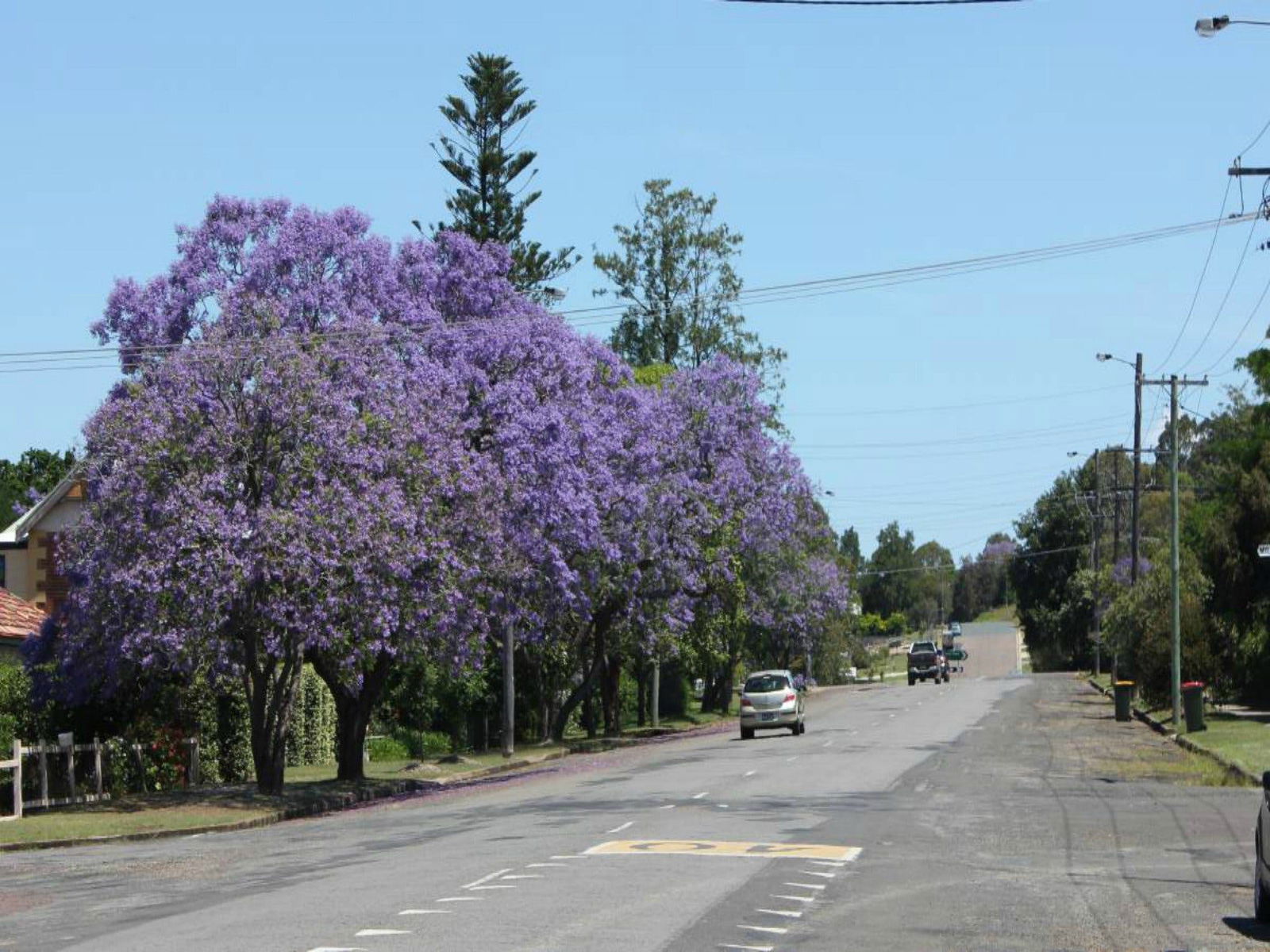 Dungog Logo and Images