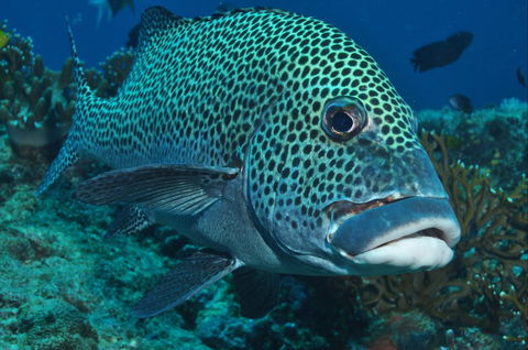 Fish Bowl Dive Site - Brisbane Tourism 0