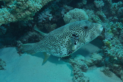 Frankland Islands Dive Site - Broome Tourism 1