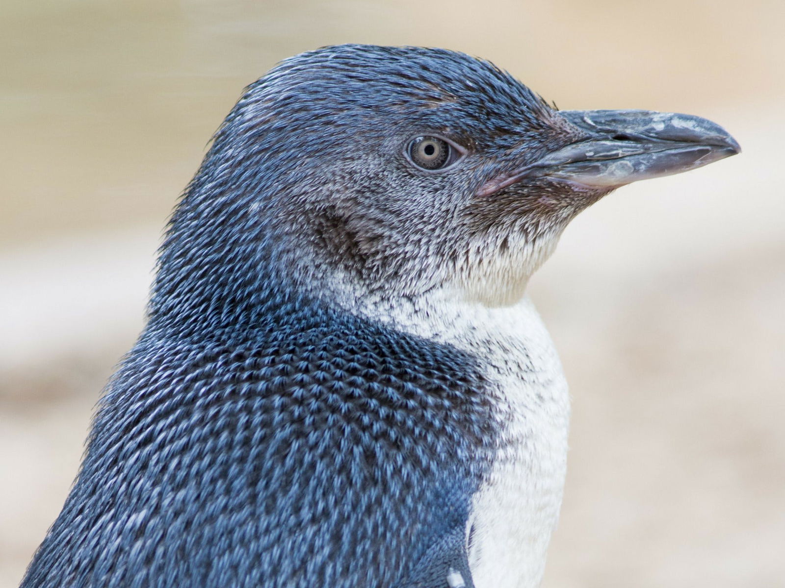 Granite Island Nature Park - Guided Penguin Tours Logo and Images