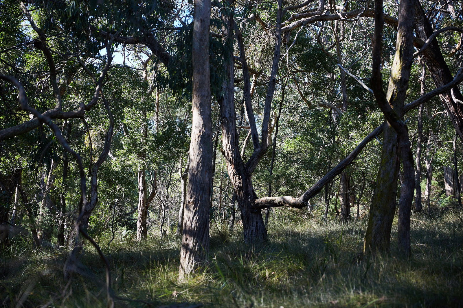 Green's Bush Long Circuit Walk Logo and Images